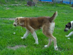 Анор - 26 мая 2019 100% aboriginal blood puppy from the parents that came from the flocks of Tajikistan, щенок от аборигенных среднеазиатских овчарок вывезенных из отар Таджикистана