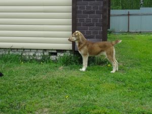 Аладжа в стойке 100% aboriginal blood puppy from the parents that came from the flocks of Tajikistan, щенок от аборигенных среднеазиатских овчарок вывезенных из отар Таджикистана