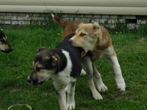 Анор кусает Аджину 100% aboriginal blood puppy from the parents that came from the flocks of Tajikistan, щенок от аборигенных среднеазиатских овчарок вывезенных из отар Таджикистана