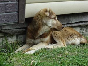Аладжа 5 месяцев 100% aboriginal blood puppy from the parents that came from the flocks of Tajikistan, щенок от аборигенных среднеазиатских овчарок вывезенных из отар Таджикистана