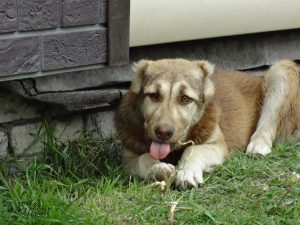 Аладжа жует хрен 100% aboriginal blood puppy from the parents that came from the flocks of Tajikistan, щенок от аборигенных среднеазиатских овчарок вывезенных из отар Таджикистана