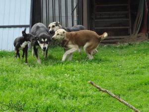 Аладжа вместе с мамой Чокар с папой Ташом и тетей Усой 100% aboriginal blood puppy from the parents that came from the flocks of Tajikistan, щенок от аборигенных среднеазиатских овчарок вывезенных из отар Таджикистана