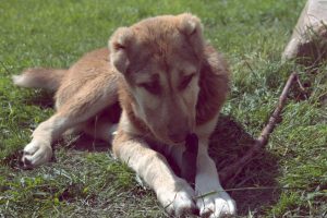 Аладжа с палочкой 100% aboriginal blood puppy from the parents that came from the flocks of Tajikistan, щенок от аборигенных среднеазиатских овчарок вывезенных из отар Таджикистана
