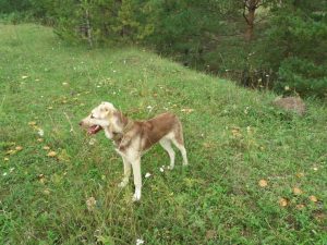 Аладжа-18 августа 2019- у хозяев 100% aboriginal blood puppy from the parents that came from the flocks of Tajikistan, щенок от аборигенных среднеазиатских овчарок вывезенных из отар Таджикистана