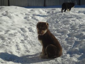 Аладжа -2 месяца 100% aboriginal blood puppy from the parents that came from the flocks of Tajikistan, щенок от аборигенных среднеазиатских овчарок вывезенных из отар Таджикистана