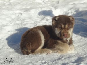 Аладжа -02 марта 2019 года 100% aboriginal blood puppy from the parents that came from the flocks of Tajikistan, щенок от аборигенных среднеазиатских овчарок вывезенных из отар Таджикистана