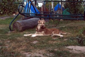 Аладжа красотка 100% aboriginal blood puppy from the parents that came from the flocks of Tajikistan, щенок от аборигенных среднеазиатских овчарок вывезенных из отар Таджикистана