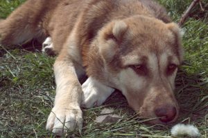 Аладжа и одуван 100% aboriginal blood puppy from the parents that came from the flocks of Tajikistan, щенок от аборигенных среднеазиатских овчарок вывезенных из отар Таджикистана