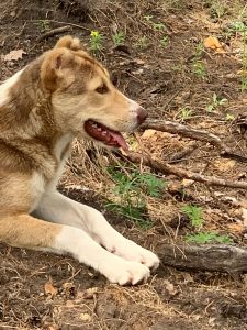 Анор-16-07-19 100% aboriginal blood puppy from the parents that came from the flocks of Tajikistan, щенок от аборигенных среднеазиатских овчарок вывезенных из отар Таджикистана