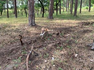 Анор-16 июля 2019 100% aboriginal blood puppy from the parents that came from the flocks of Tajikistan, щенок от аборигенных среднеазиатских овчарок вывезенных из отар Таджикистана