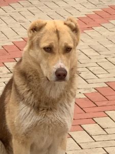 Анор-25ноября 2019 100% aboriginal blood puppy from the parents that came from the flocks of Tajikistan, щенок от аборигенных среднеазиатских овчарок вывезенных из отар Таджикистана