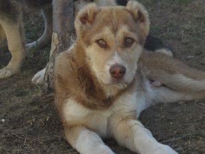 Анор -26-05-2019 100% aboriginal blood puppy from the parents that came from the flocks of Tajikistan, щенок от аборигенных среднеазиатских овчарок вывезенных из отар Таджикистана