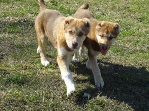 Анор и Аладжа 100% aboriginal blood puppy from the parents that came from the flocks of Tajikistan, щенок от аборигенных среднеазиатских овчарок вывезенных из отар Таджикистана
