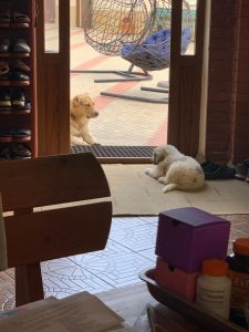 Анор и щенок-06 июня 2020 100% aboriginal blood puppy from the parents that came from the flocks of Tajikistan, щенок от аборигенных среднеазиатских овчарок вывезенных из отар Таджикистана