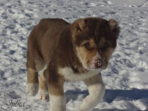 Анор  - 5 месяцев 100% aboriginal blood puppy from the parents that came from the flocks of Tajikistan, щенок от аборигенных среднеазиатских овчарок вывезенных из отар Таджикистана