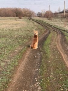 Анор смотрит на Волгу-13 апреля 2020 100% aboriginal blood puppy from the parents that came from the flocks of Tajikistan, щенок от аборигенных среднеазиатских овчарок вывезенных из отар Таджикистана