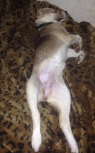 Афсона - 09мая 2019 100% aboriginal blood puppy from the parents that came from the flocks of Tajikistan, щенок от аборигенных среднеазиатских овчарок вывезенных из отар Таджикистана