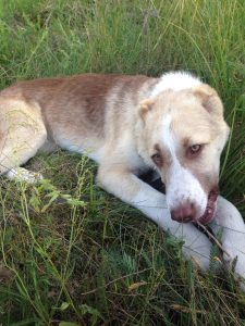 Афсона-18июня 2019 100% aboriginal blood puppy from the parents that came from the flocks of Tajikistan, щенок от аборигенных среднеазиатских овчарок вывезенных из отар Таджикистана