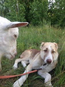 Афсона 100% aboriginal blood puppy from the parents that came from the flocks of Tajikistan, щенок от аборигенных среднеазиатских овчарок вывезенных из отар Таджикистана