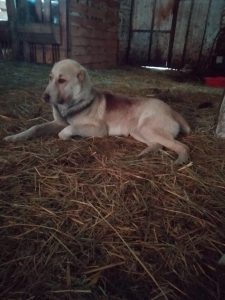 Афсона -26 января 2020 100% aboriginal blood puppy from the parents that came from the flocks of Tajikistan, щенок от аборигенных среднеазиатских овчарок вывезенных из отар Таджикистана