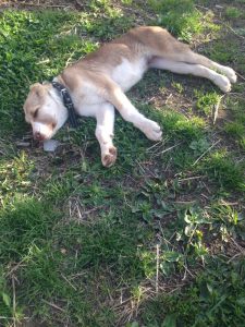 Афсона-28-04-19 100% aboriginal blood puppy from the parents that came from the flocks of Tajikistan, щенок от аборигенных среднеазиатских овчарок вывезенных из отар Таджикистана