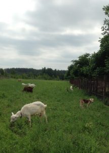 Афсона - 31 мая 2019 100% aboriginal blood puppy from the parents that came from the flocks of Tajikistan, щенок от аборигенных среднеазиатских овчарок вывезенных из отар Таджикистана