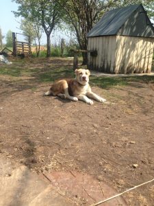 Афсона - 6 мая 2019 100% aboriginal blood puppy from the parents that came from the flocks of Tajikistan, щенок от аборигенных среднеазиатских овчарок вывезенных из отар Таджикистана