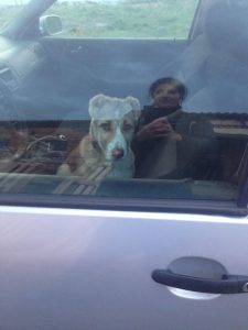 Афсона в машине/Afsona in a car 100% aboriginal blood puppy from the parents that came from the flocks of Tajikistan, щенок от аборигенных среднеазиатских овчарок вывезенных из отар Таджикистана