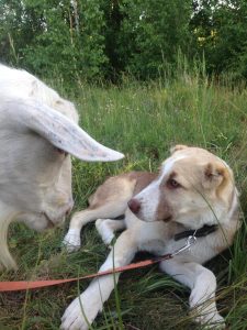 Афсона и коза-16 июня 2019 100% aboriginal blood puppy from the parents that came from the flocks of Tajikistan, щенок от аборигенных среднеазиатских овчарок вывезенных из отар Таджикистана