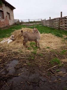 Афсона и коза-май 2019 100% aboriginal blood puppy from the parents that came from the flocks of Tajikistan, щенок от аборигенных среднеазиатских овчарок вывезенных из отар Таджикистана