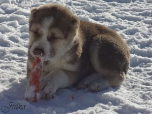 Афсона и морковь/ Afsona & carrot  100% aboriginal blood puppy from the parents that came from the flocks of Tajikistan, щенок от аборигенных среднеазиатских овчарок вывезенных из отар Таджикистана