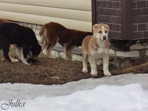 Афсона красотка 100% aboriginal blood puppy from the parents that came from the flocks of Tajikistan, щенок от аборигенных среднеазиатских овчарок вывезенных из отар Таджикистана
