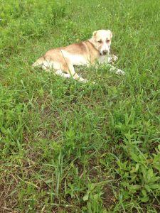 Афсона - на траве-31-05-2019 100% aboriginal blood puppy from the parents that came from the flocks of Tajikistan, щенок от аборигенных среднеазиатских овчарок вывезенных из отар Таджикистана