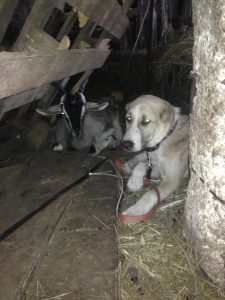 Афсона с козой-18 июня 2019 100% aboriginal blood puppy from the parents that came from the flocks of Tajikistan, щенок от аборигенных среднеазиатских овчарок вывезенных из отар Таджикистана