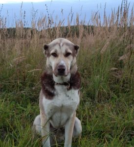 Ганж 100% aboriginal blood puppy from the parents that came from the flocks of Tajikistan, щенок от аборигенных среднеазиатских овчарок вывезенных из отар Таджикистана