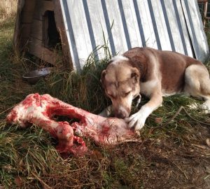 Ганж и мосел 100% aboriginal blood puppy from the parents that came from the flocks of Tajikistan, щенок от аборигенных среднеазиатских овчарок вывезенных из отар Таджикистана