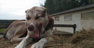 Ганж снова на сене 100% aboriginal blood puppy from the parents that came from the flocks of Tajikistan, щенок от аборигенных среднеазиатских овчарок вывезенных из отар Таджикистана