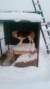 Ганжи в вольере 100% aboriginal blood puppy from the parents that came from the flocks of Tajikistan, щенок от аборигенных среднеазиатских овчарок вывезенных из отар Таджикистана