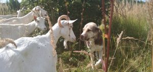 Ганжи и козы 100% aboriginal blood puppy from the parents that came from the flocks of Tajikistan, щенок от аборигенных среднеазиатских овчарок вывезенных из отар Таджикистана