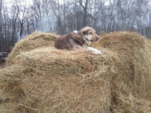 Ганжи на сене 100% aboriginal blood puppy from the parents that came from the flocks of Tajikistan, щенок от аборигенных среднеазиатских овчарок вывезенных из отар Таджикистана