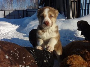 Красная 100% aboriginal blood puppy from the parents that came from the flocks of Tajikistan, щенок от аборигенных среднеазиатских овчарок вывезенных из отар Таджикистана