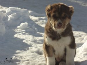 Анор 19 февраля 2019 100% aboriginal blood puppy from the parents that came from the flocks of Tajikistan, щенок от аборигенных среднеазиатских овчарок вывезенных из отар Таджикистана