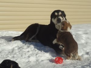 Таш и Афсона/ Tash & Afsona 100% aboriginal blood puppy from the parents that came from the flocks of Tajikistan, щенок от аборигенных среднеазиатских овчарок вывезенных из отар Таджикистана