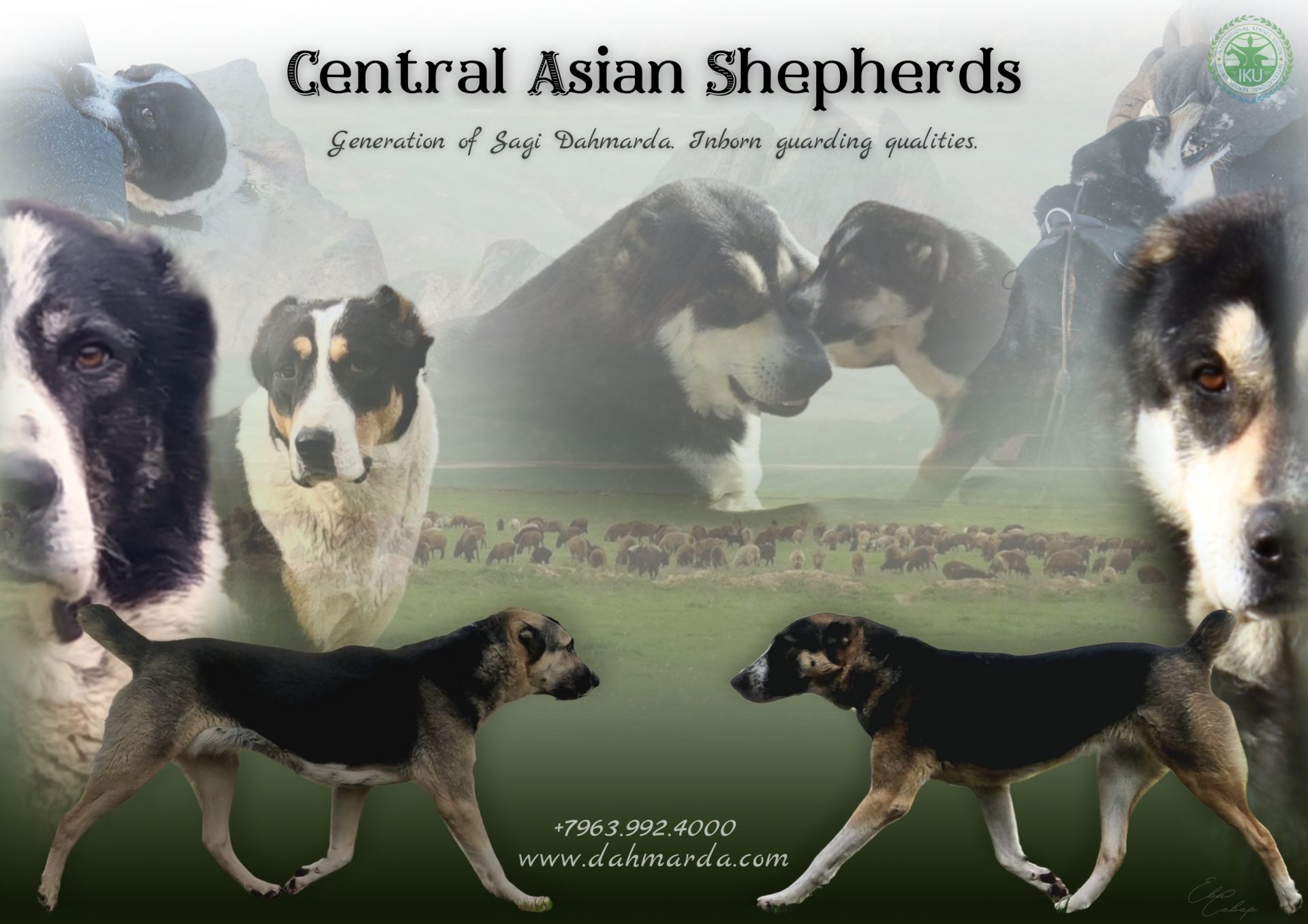 Aboriginal Central Asian Shepherds